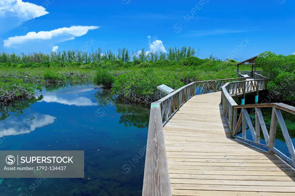 Bahamas, le de Grand Bahama, Old Freetown, Parc National de Lucaya, passerelle d´observation de la faune sur une mangrove
