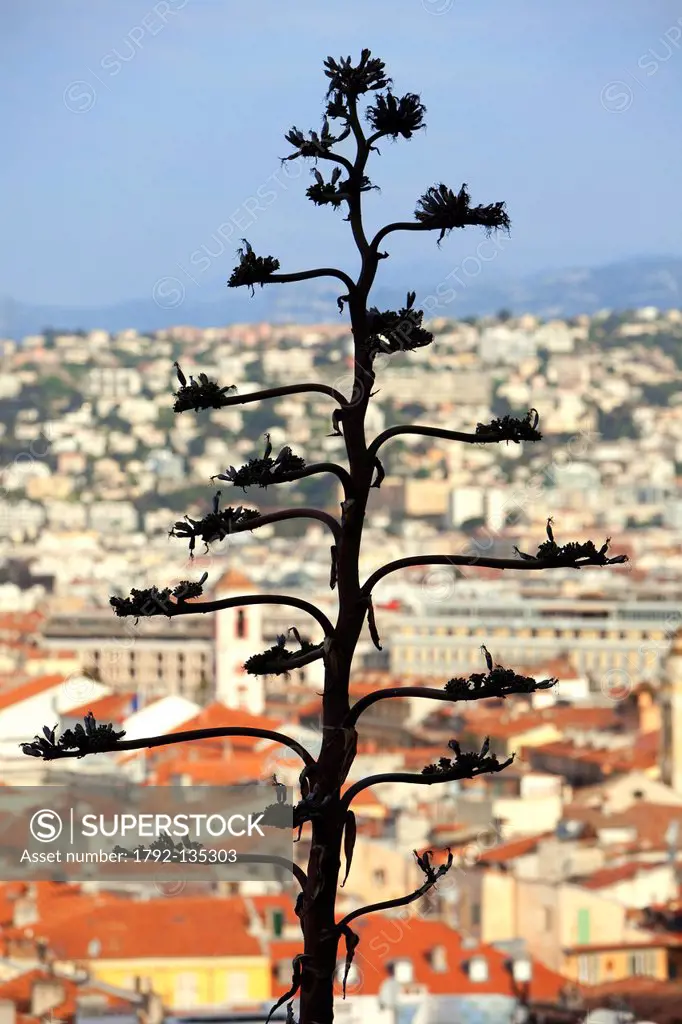 France, Alpes Maritimes, Nice, the old town from the castle hill, Agave americana Marginata in the foreground