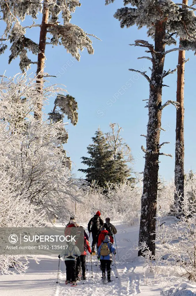 France, Haut Rhin, Hautes Vosges, The Lac Blanc, Col du Calvaire, walkers in snowshoes, forest, snow, winter