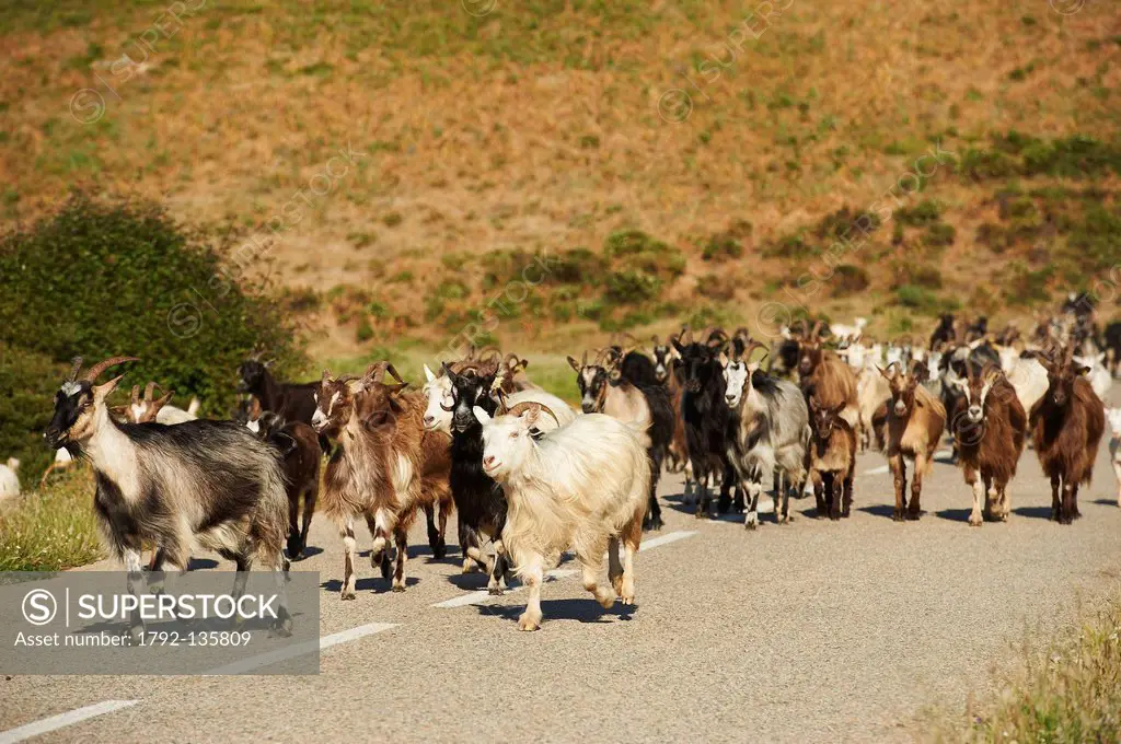 France, Corse du Sud, Gulf of Porto, Piana, labeled Les Plus Beaux Villages de France The Most Beautiful Villages of France, of goats facing the Gulf ...
