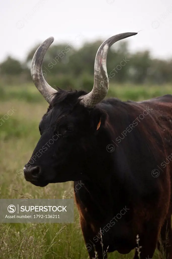 France, Bouches du Rhone, the Sambuc, jingoistic bull of the Herd of Painted Mas, Camargue