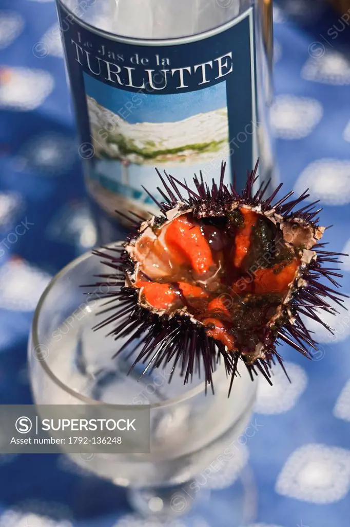 France, Bouches du Rhone, Marseille, Meals to shed Yves Darnaud, cabanonier Sormiou the cove, sea urchins and white wine