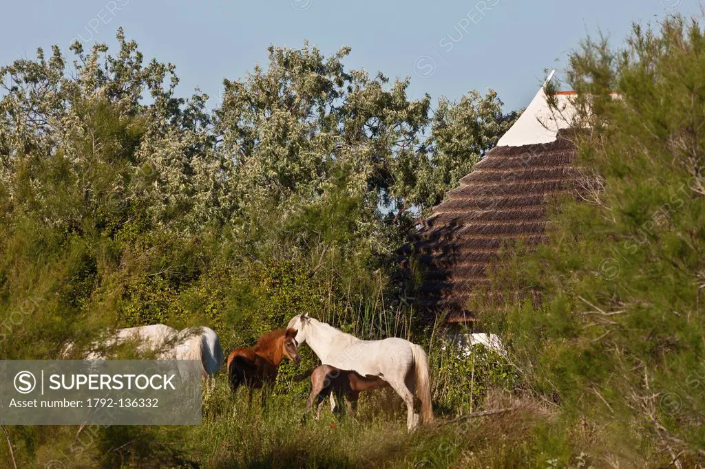 France, Bouches du Rhone, Parc Naturel Regional de Camargue Regional Natural Park of Camargue, near Saintes Maries de la Mer, Camargue horses and home...