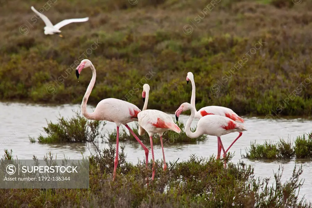 France, Bouches du Rhone, Parc Naturel Regional de Camargue Regional Natural Park of Camargue, Saintes Maries de la Mer, Flamingos