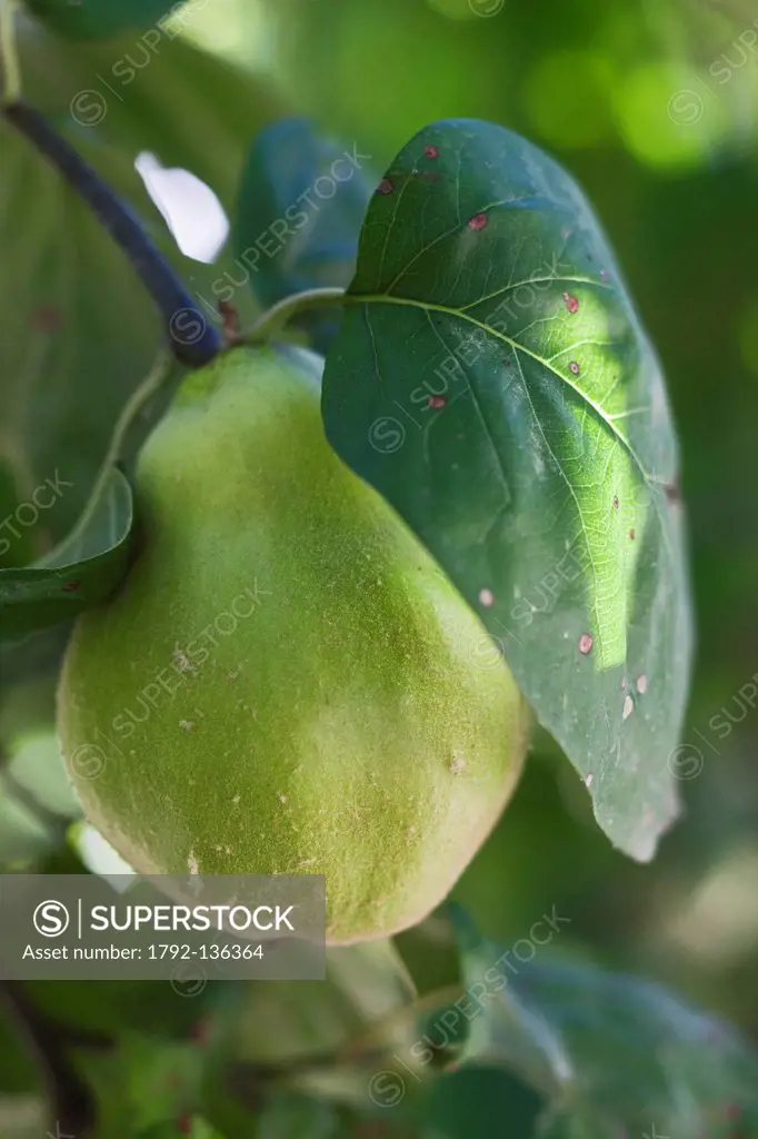 France, Bouches du Rhone, the Sambuc, quinces on the tree, Garden Organic´s organic restaurant, the Chassagnette