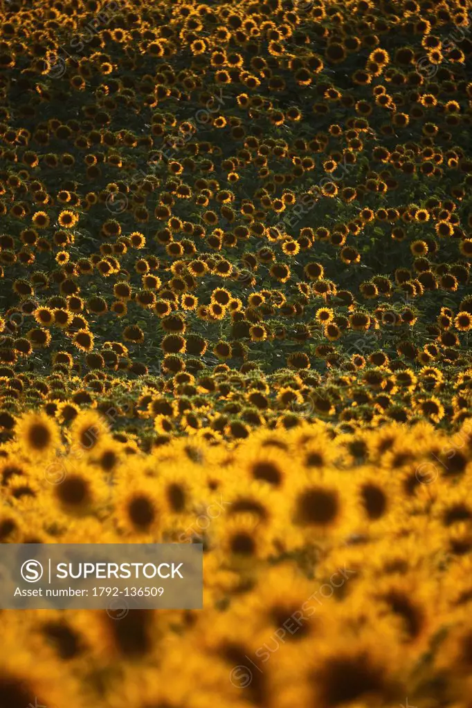 France, Gers, near Lupiac, field of sunflowers