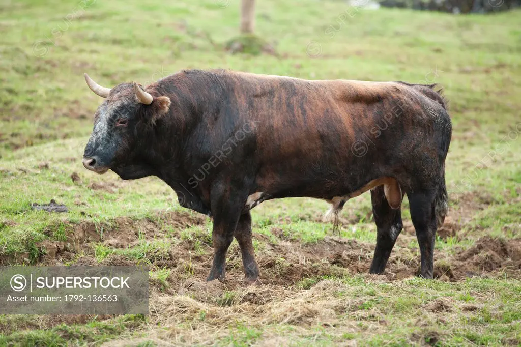 Portugal, Azores islands, Terceira island, bull of race with the rope