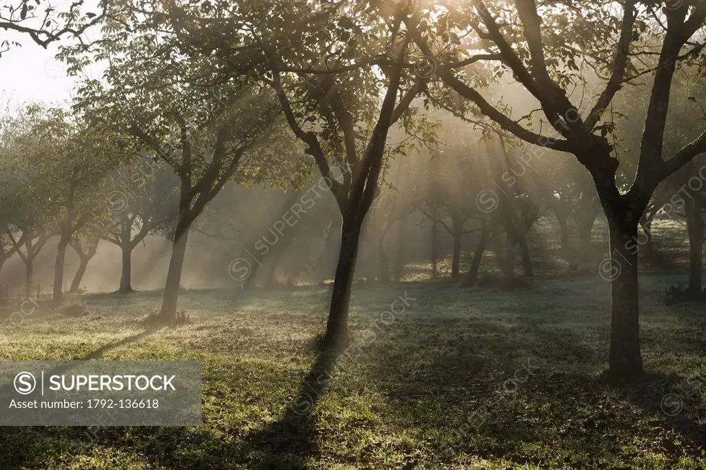 France, Dordogne, Dordogne Valley, Perigord Black, Fayrac, morning mist on a walnut grove