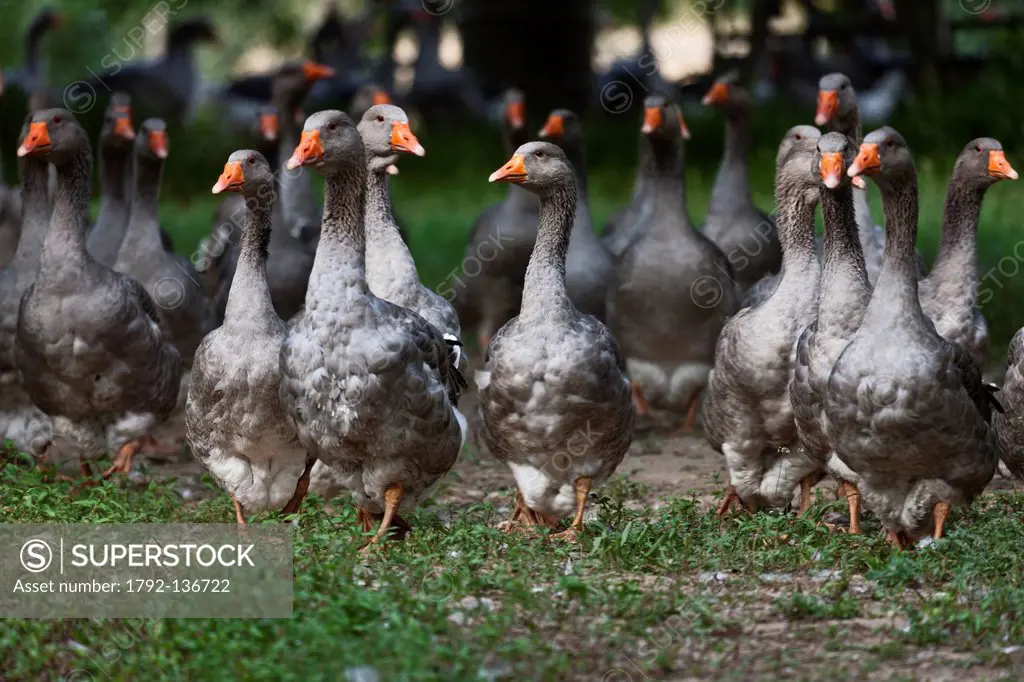 France, Dordogne, Domme, breeding geese at La Ferme de Turnac