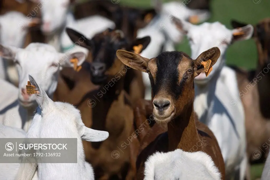 France, Lot, Rocamadour, Herd of goats to Borie d´Imbert