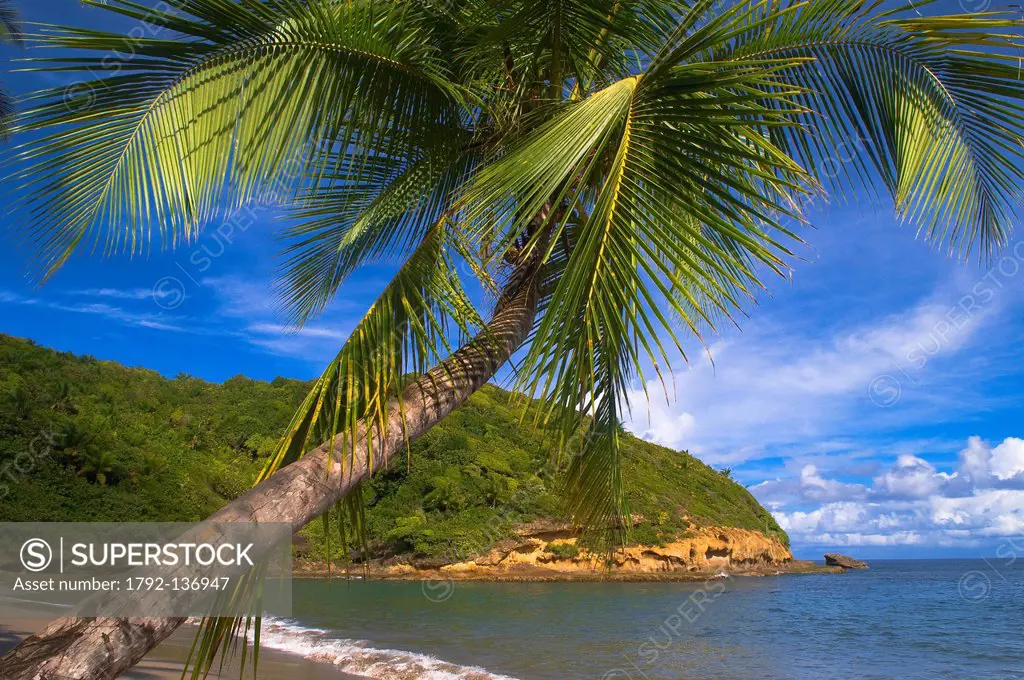 Dominica, North East area of the island, the famous beach of Batibu Bay, one of the most beautiful and wildest beach of the island, where a part of th...