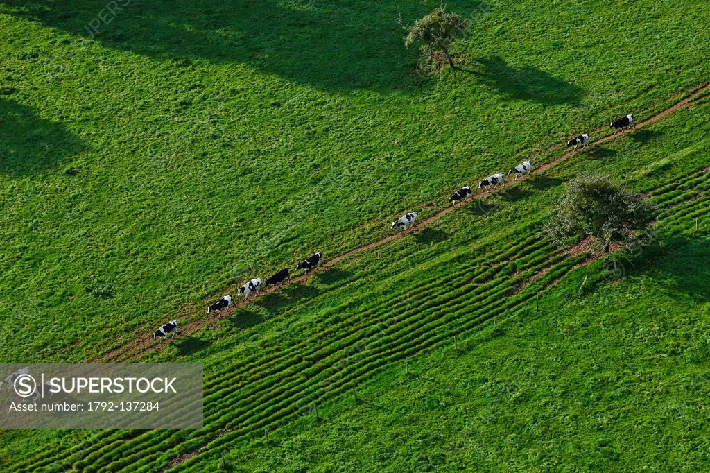 France, Seine Maritime, Pommereval, cows aerial view