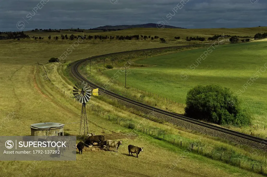 Australia, South Australia, cows