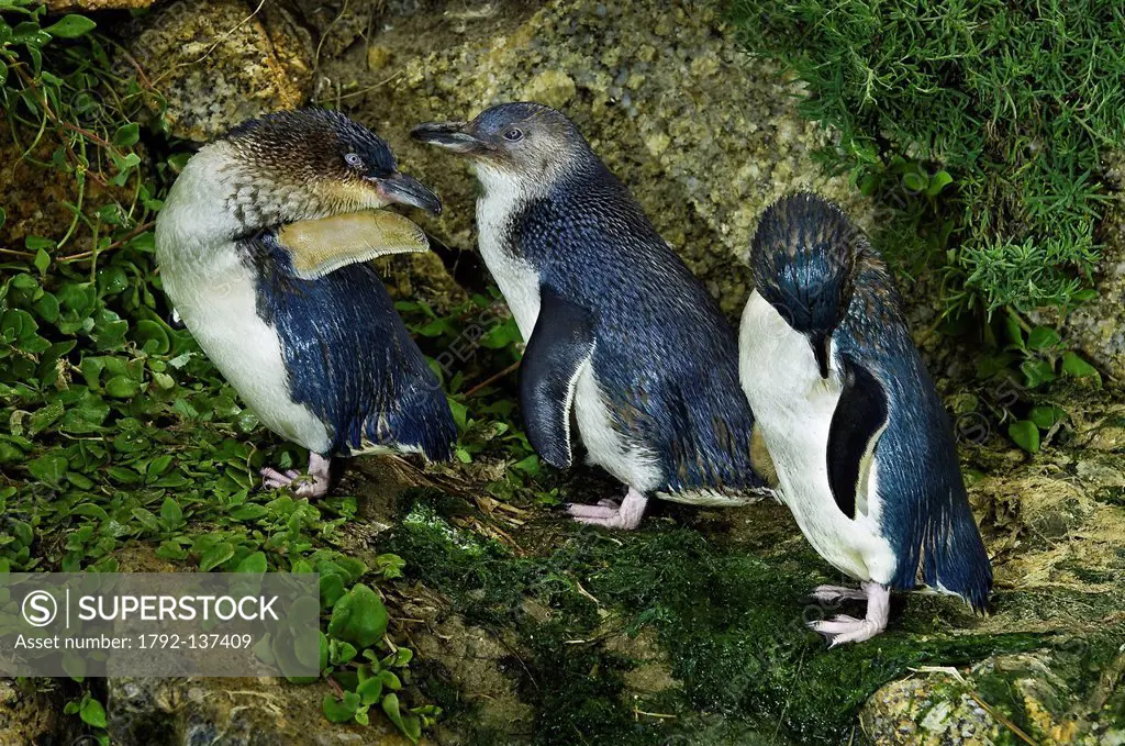 Australia, South Australia, Victor Harbour, Granite Island nature park, Penguin rehabilitation center, little penguin Eudyptula Minor, the smallest pi...
