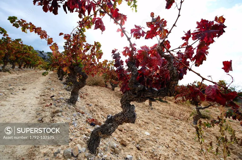 France, Aude, Gruissan, grape Harvest feasts and flavors 2011, late grape harvest to Inferets