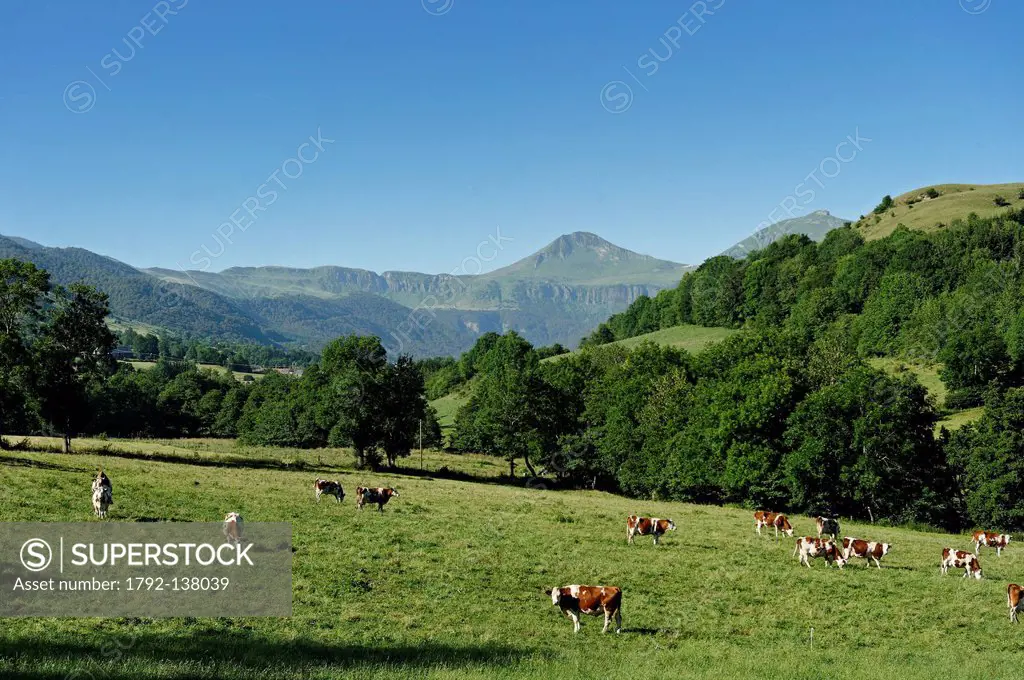 France, Cantal, Parc Naturel Regional des Volcans d´Auvergne Natural Regional Park of Auvergne Volcanoes, Cheylade Valley, a herd of cows with the Puy...