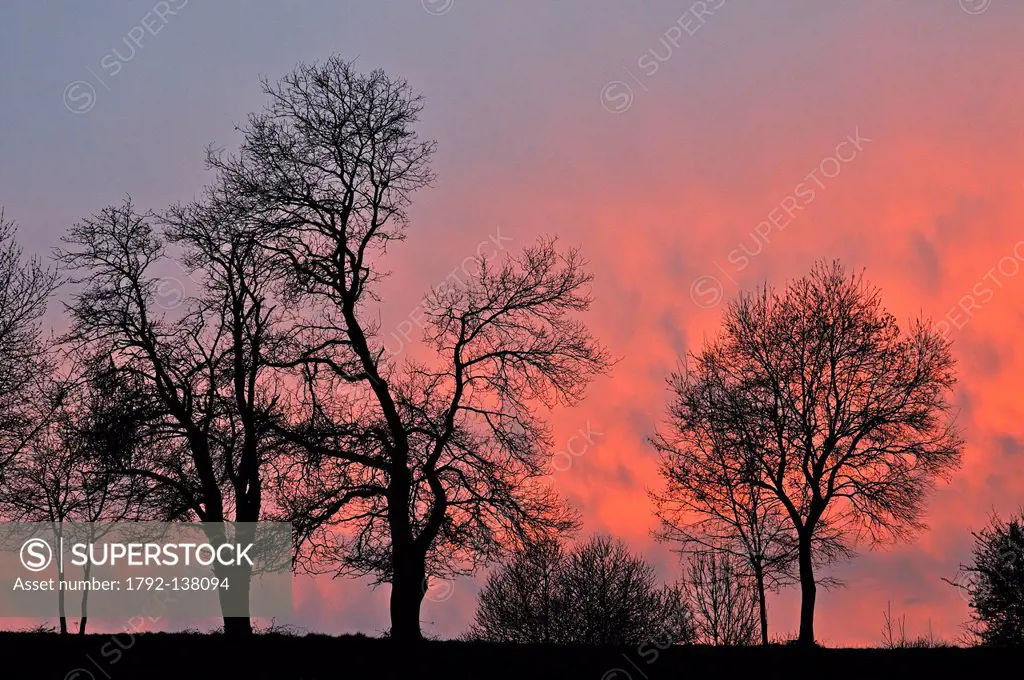 France, Doubs, Allenjoie, trees at sunset