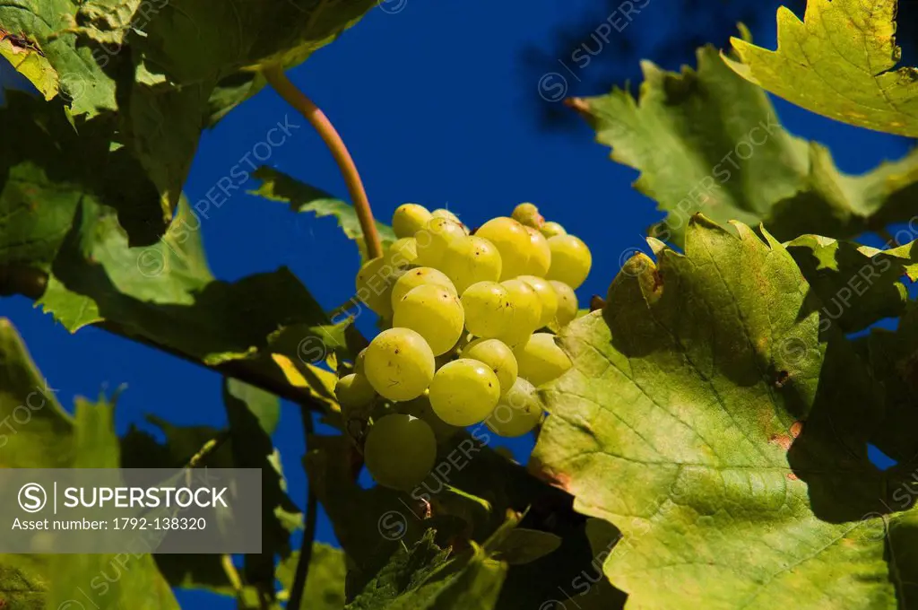 Australia, Victoria, Mornington Peninsula, Red Hill Estate Wine producing domain