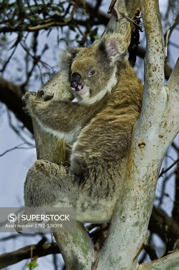 Australia, Victoria, Great Ocean Road, Great Otway National Park, Appolo Bay, koala Phascolarctos cinereus