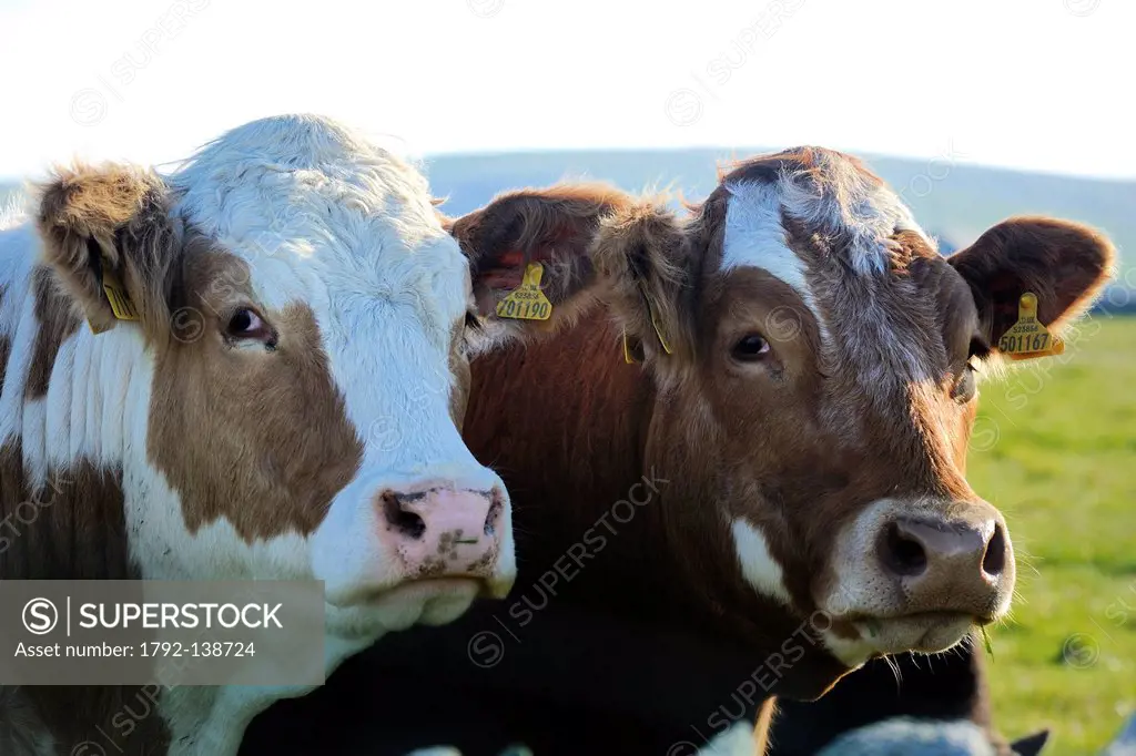 United Kingdom, Scotland, Orkney Islands, Mainland Island, cows