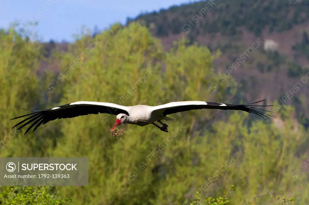 France, Haut Rhin, Hunawihr, centre de rintroduction des cigognes, White Stork Ciconia ciconia, carrying material for the nest