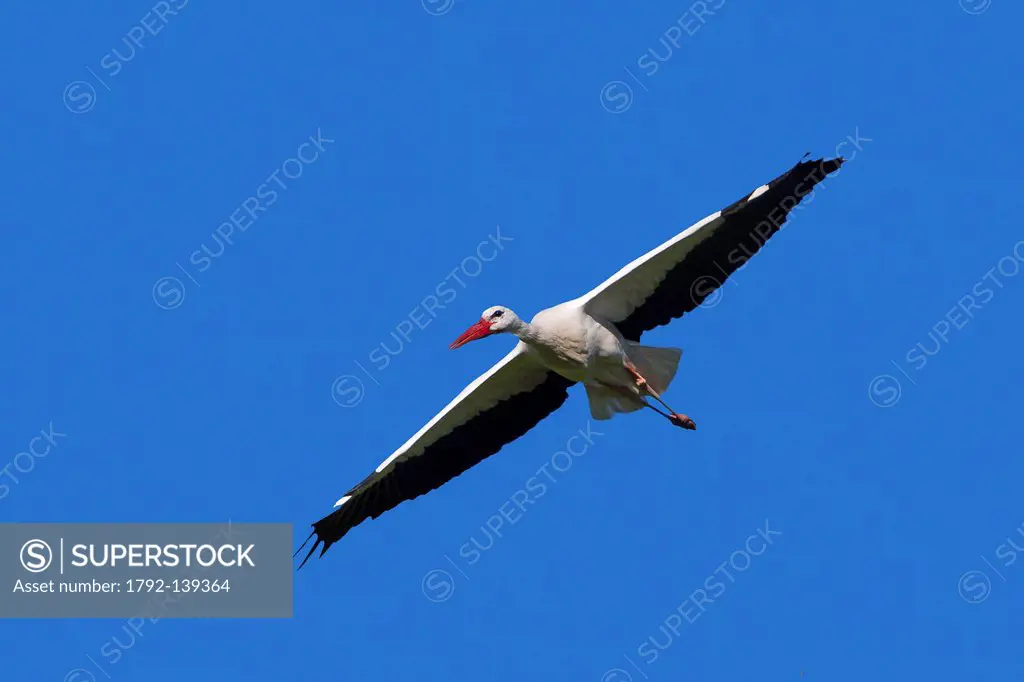 France, Haut Rhin, Hunawihr, centre de rintroduction des cigognes, White Stork Ciconia ciconia