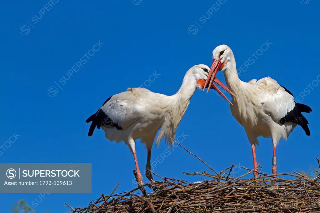 France, Haut Rhin, Hunawihr, centre de rintroduction des cigognes, White Stork Ciconia ciconia, couple