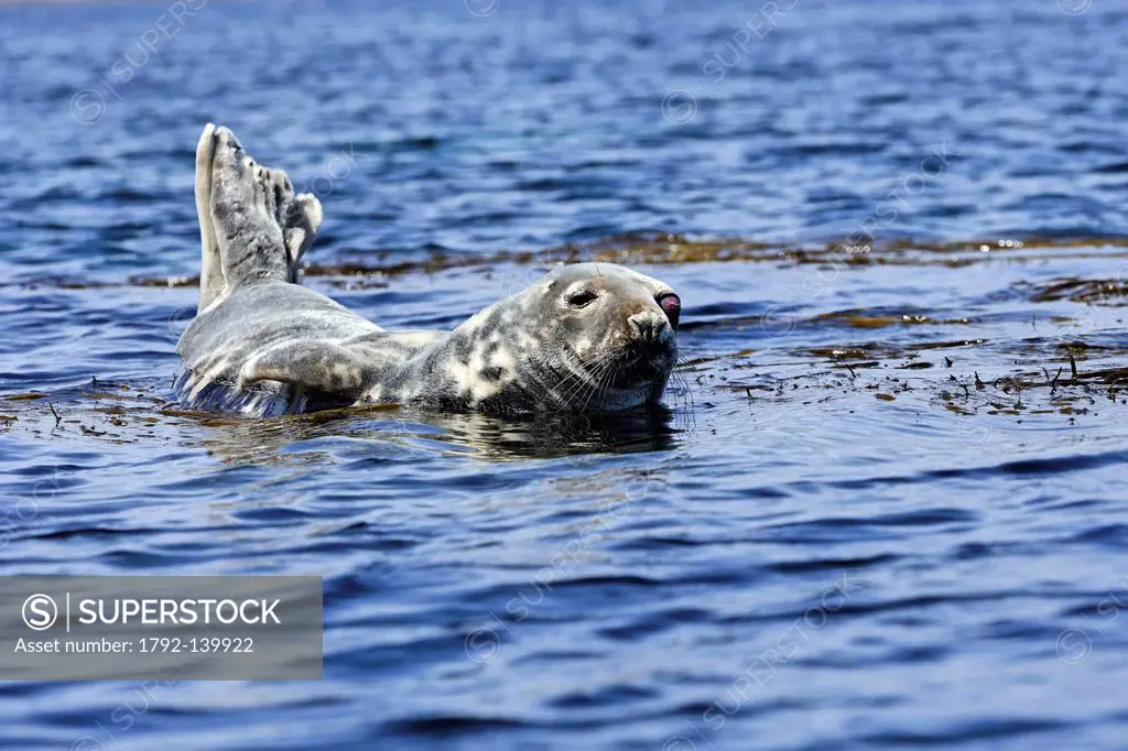 France, Finistere, gray seal halichoerus grypus, cliff of the Etocs