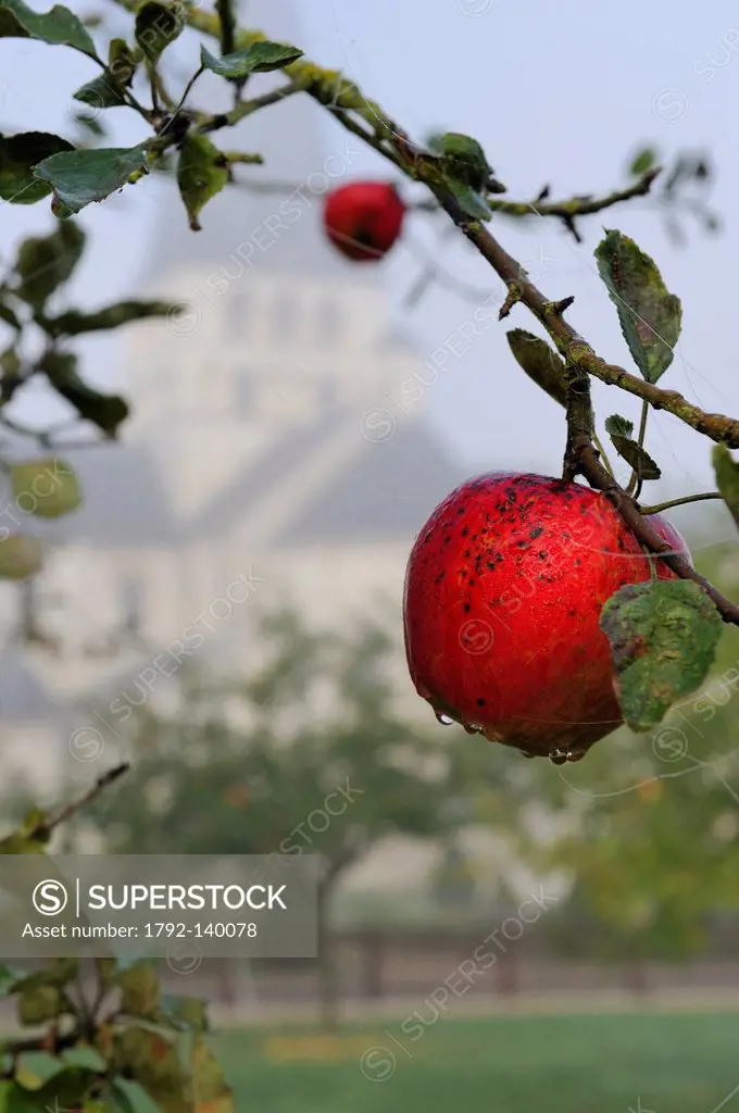 France, Seine Maritime, Saint Martin de Boscherville, Saint Georges de Boscherville Abbey of the 12th century, apple tree