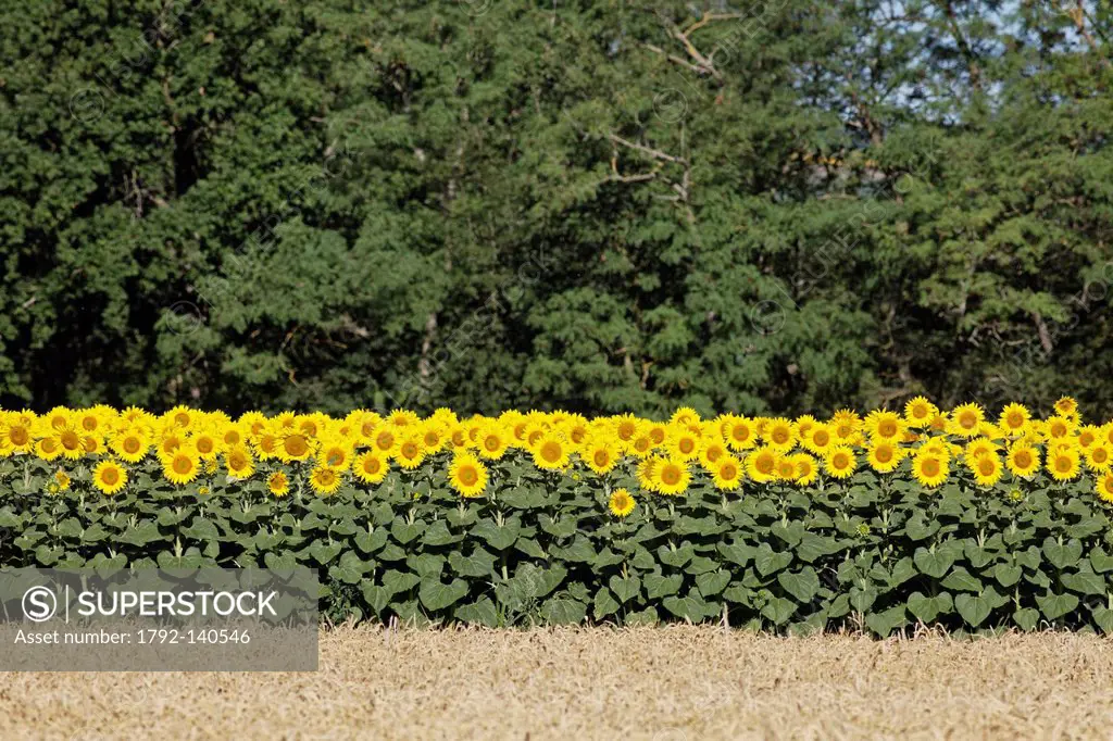 France, Puy de Dome, field of sunflowers