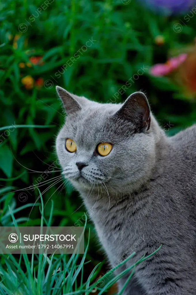 Cat (Felis silvestris catus), British Shorthair