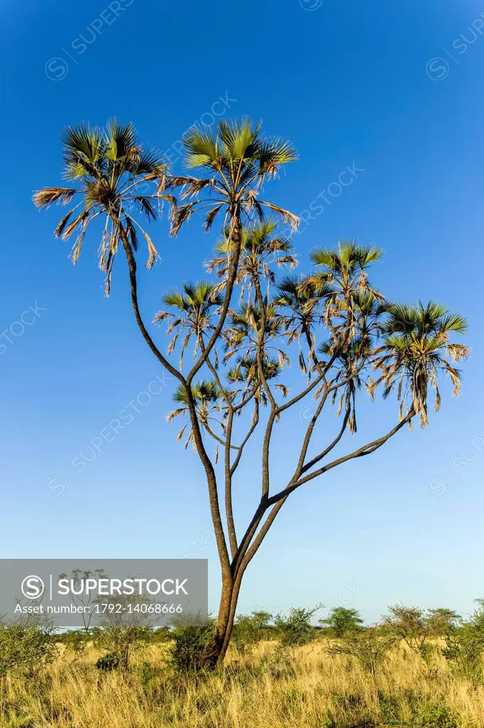 Kenya, Meru national park, doum palm (Hyphaene compressa)