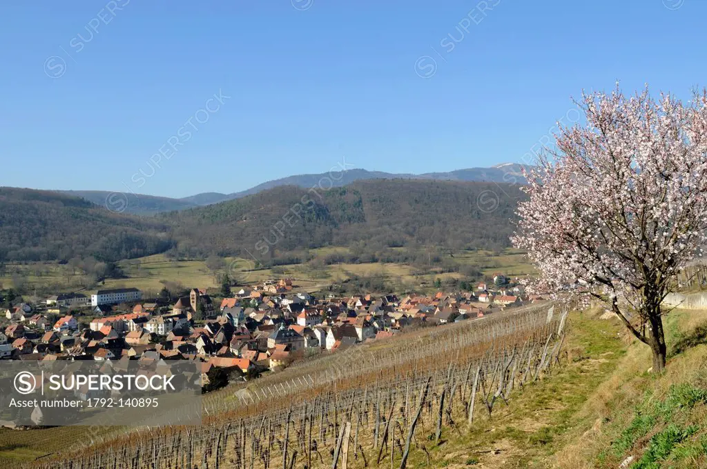 France, Haut Rhin, Soultzmatt, Zinnkoepfle vineyards, almond Prunus dulcis, flowers, overlooking the Petit Ballon snowy late February