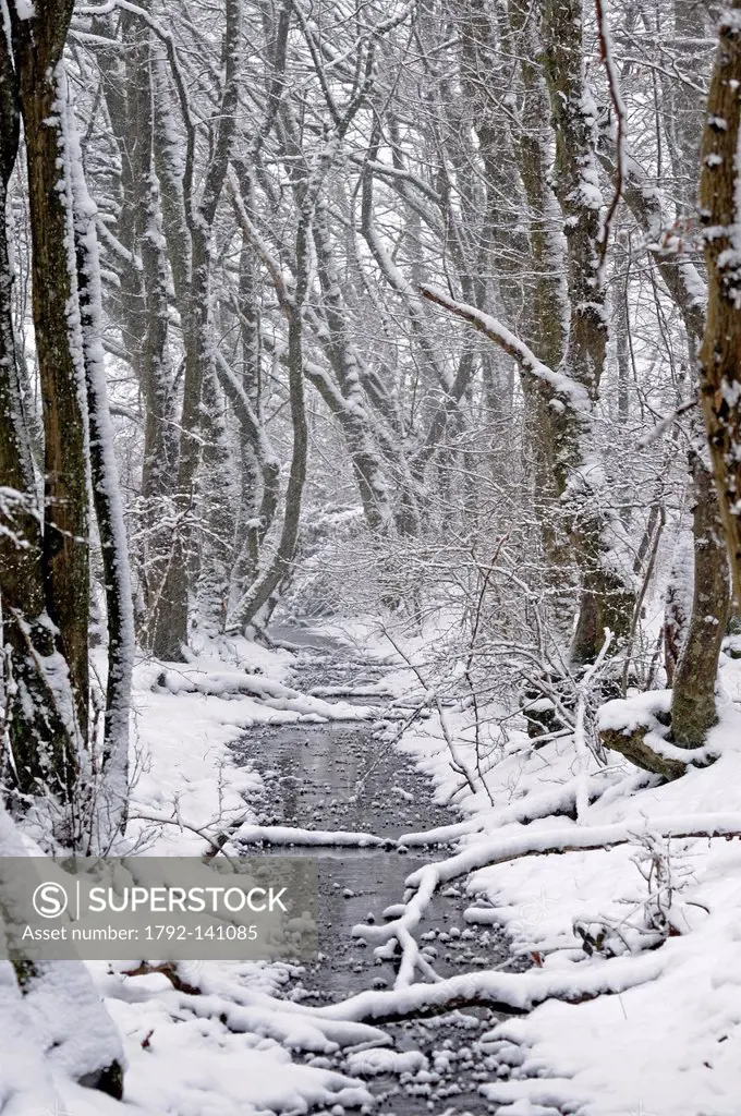 France, Doubs, Brognard, stream in the forest in snow