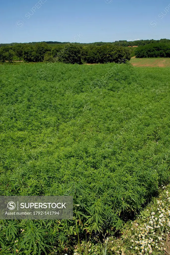 France, Haute Saone, Combeaufontaine, field, culture, hemp Cannabis sativa, July