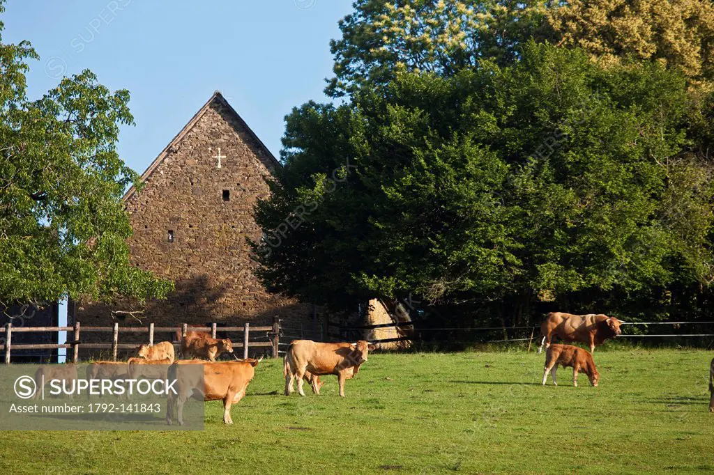 France, Correze, near Uzerche breeding Limousin cattle