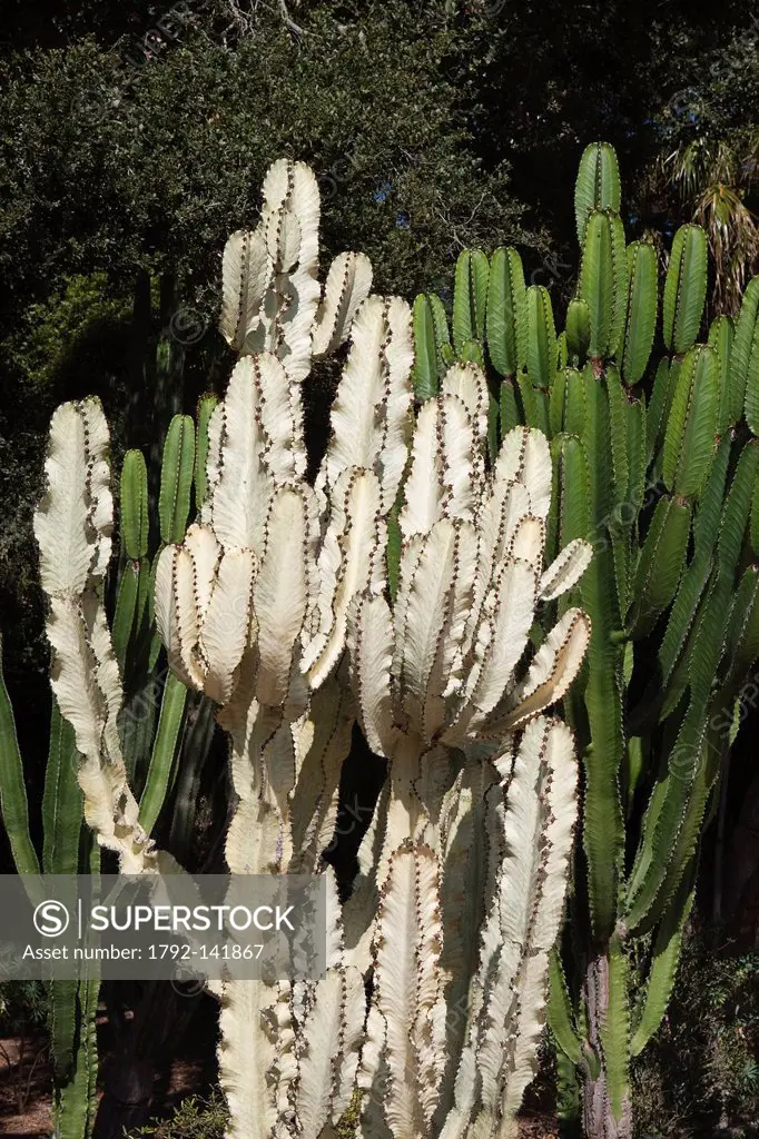 United States, California, Santa Barbara, Montecito, Ganna Walska Lotusland, the Cactus garden