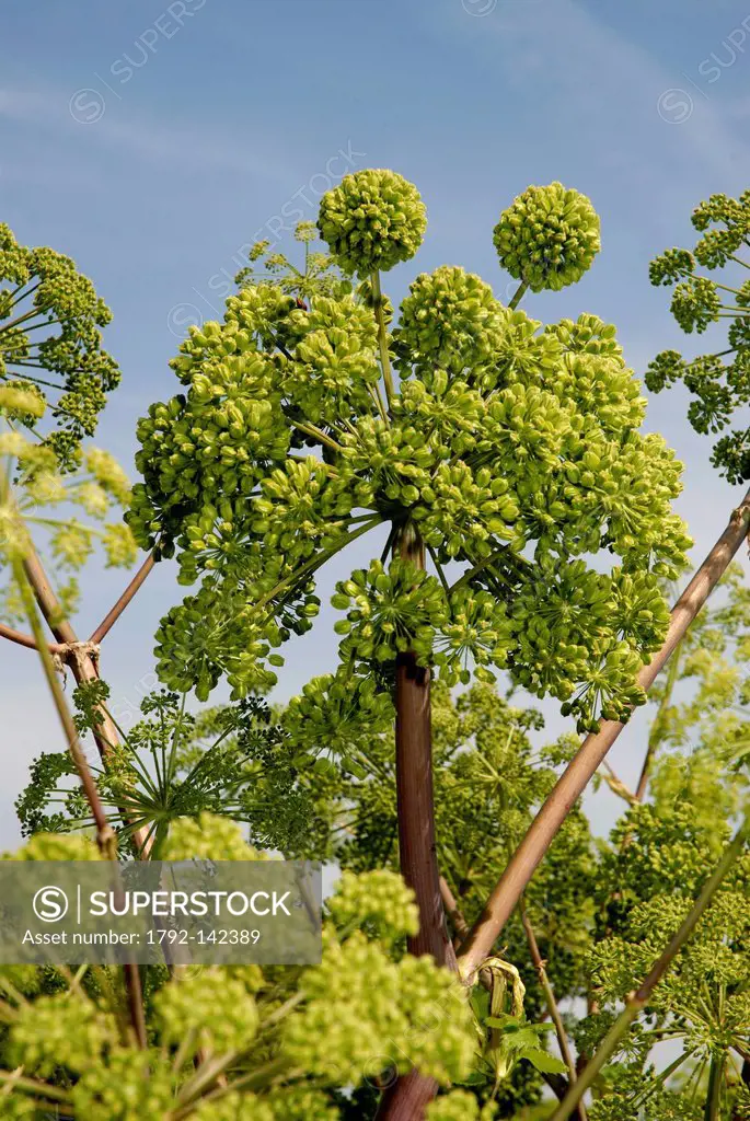 France, Deux Sevres, Marais Poitevin, Angelica Angelica archangelica, culture, umbels, May