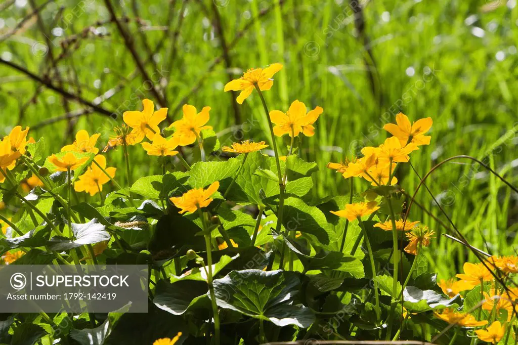 France, Bas Rhin, Westhouse, leaf and flower of Kingcup or Marsh Marigold Caltha palustris