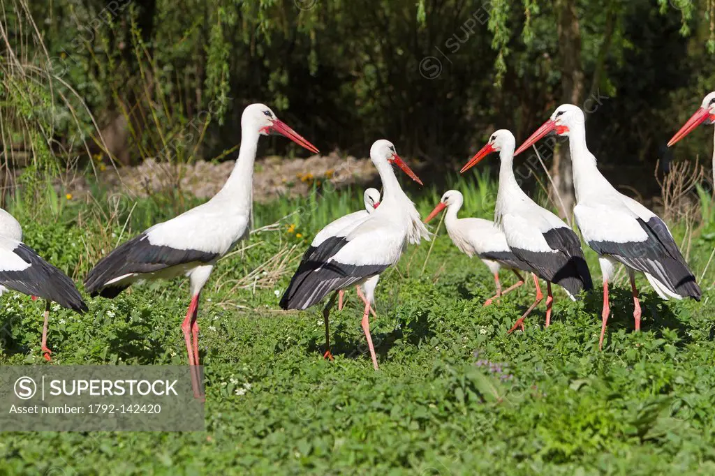 France, Haut Rhin, Hunawihr, centre de rintroduction des cigognes, White Stork Ciconia ciconia