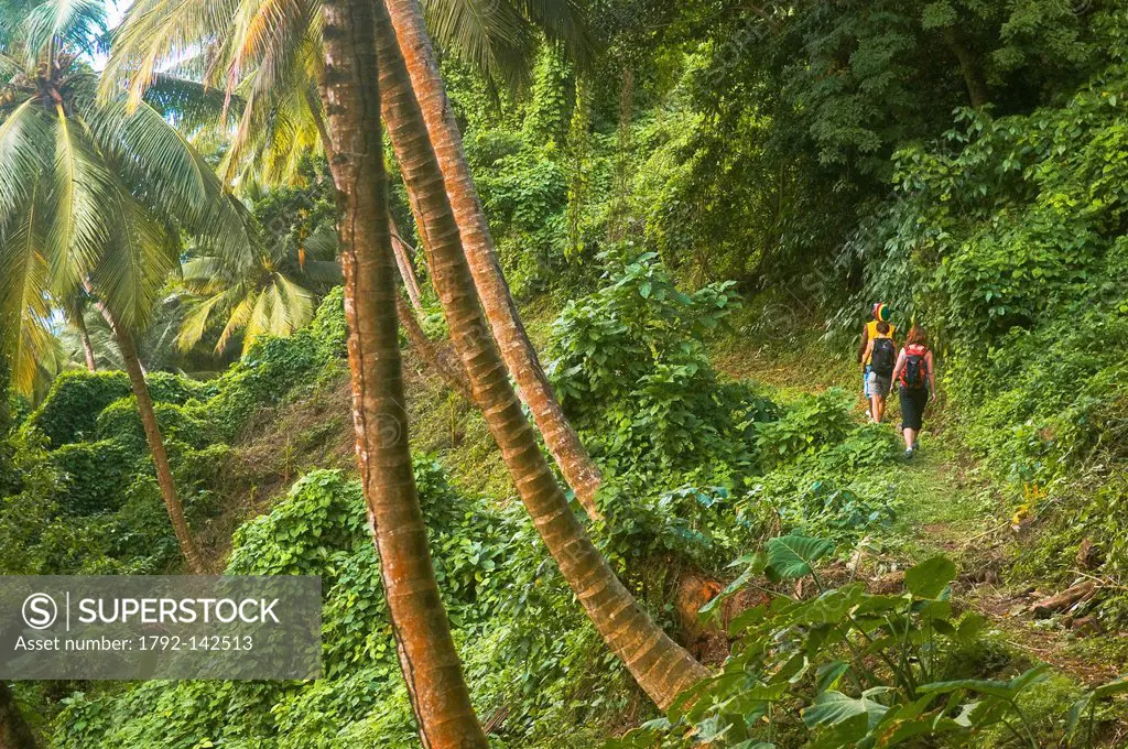 Dominica, Northern area of the island, Waitukubuli National Trail, between villages of Capucin and Pennesville, Section 13 of the trekking trail