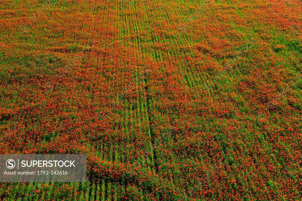 France, Eure, Les Ventes, poppies in a field aerial view