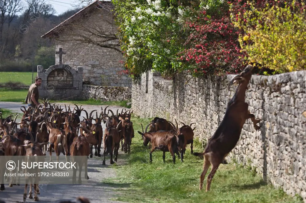 France, Lot, Theminettes, Herd of goats grazing back at the farm, Chez Agnes and David, goat cheese Rocamadour AOC, organic farming, David Sabrazat
