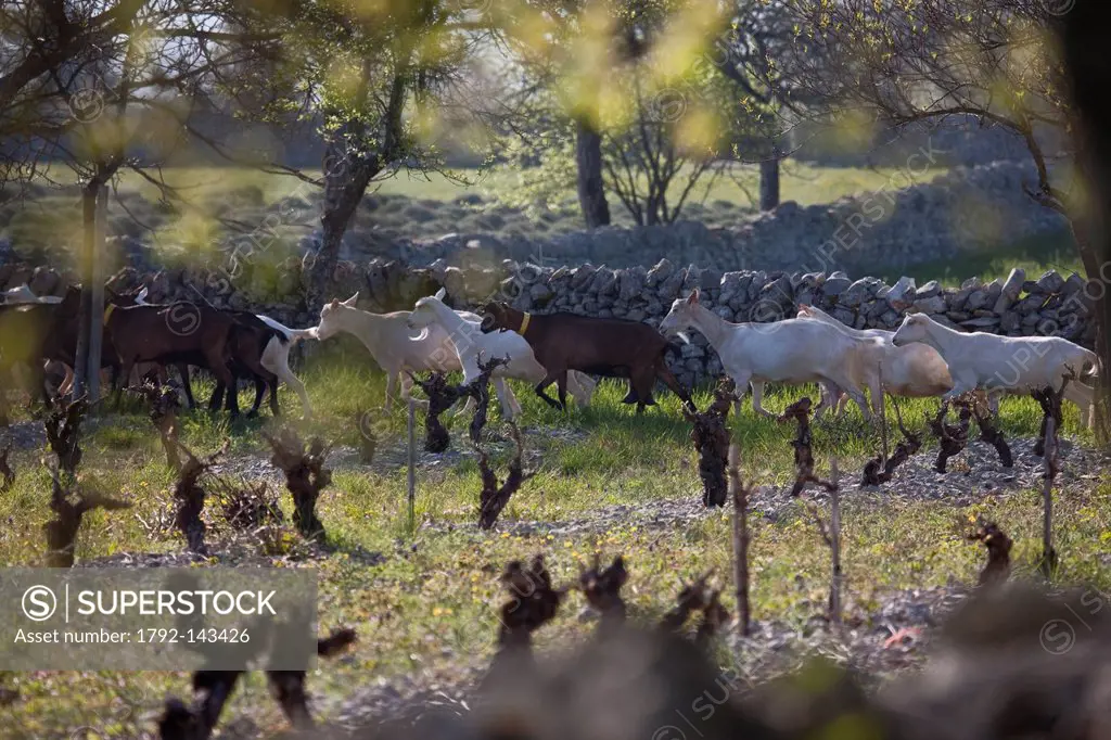 France, Lot, Rocamadour, the flock of goats Marc Villard breeder farm of Borie d´Imbert producing goat cheese Rocamadour AOC