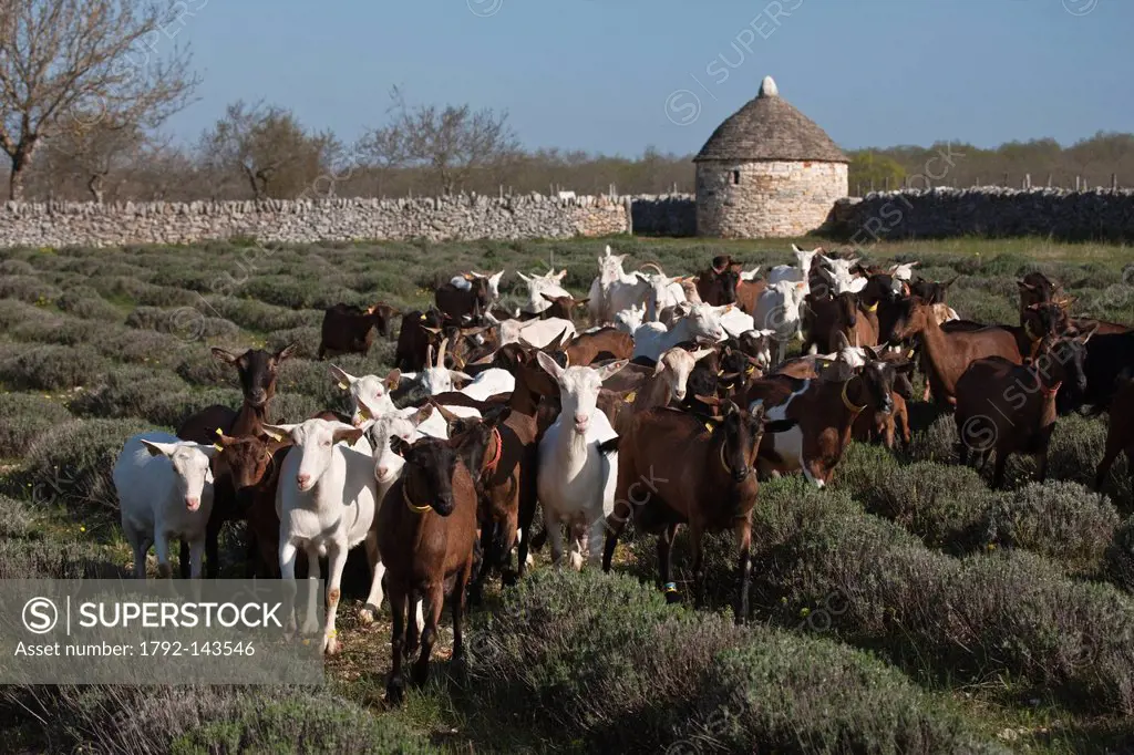 France, Lot, Rocamadour, the flock of goats Marc Villard breeder farm of Borie d´Imbert producing goat cheese Rocamadour AOC, and the herd in the back...