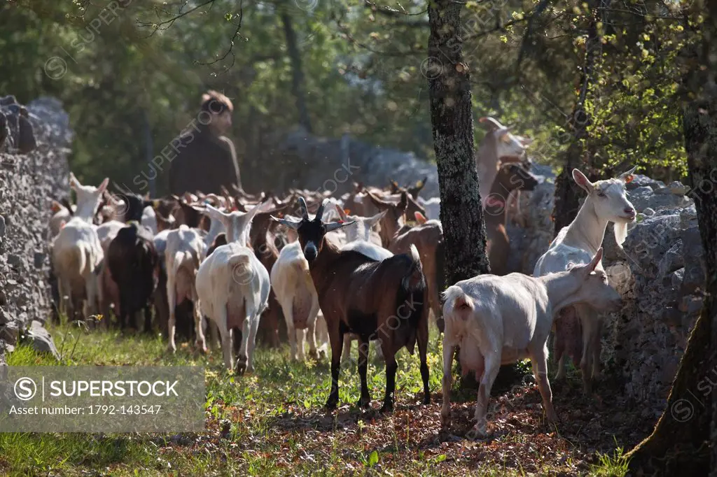 France, Lot, Rocamadour, the flock of goats Marc Villard breeder farm of Borie d´Imbert producing goat cheese Rocamadour AOC, the herd between the wal...