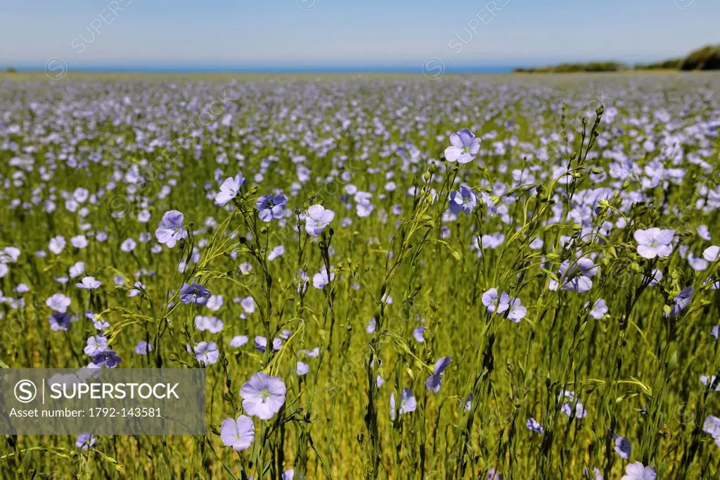 France, Seine Maritime, Pays de Caux, Cote d´Albatre Alabaster Coast, Sotteville sur Mer, flax field in bloom