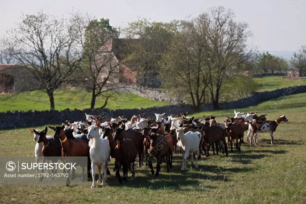 France, Lot, Rocamadour, the flock of goats Marc Villard breeder farm of Borie d´Imbert producing goat cheese Rocamadour AOC
