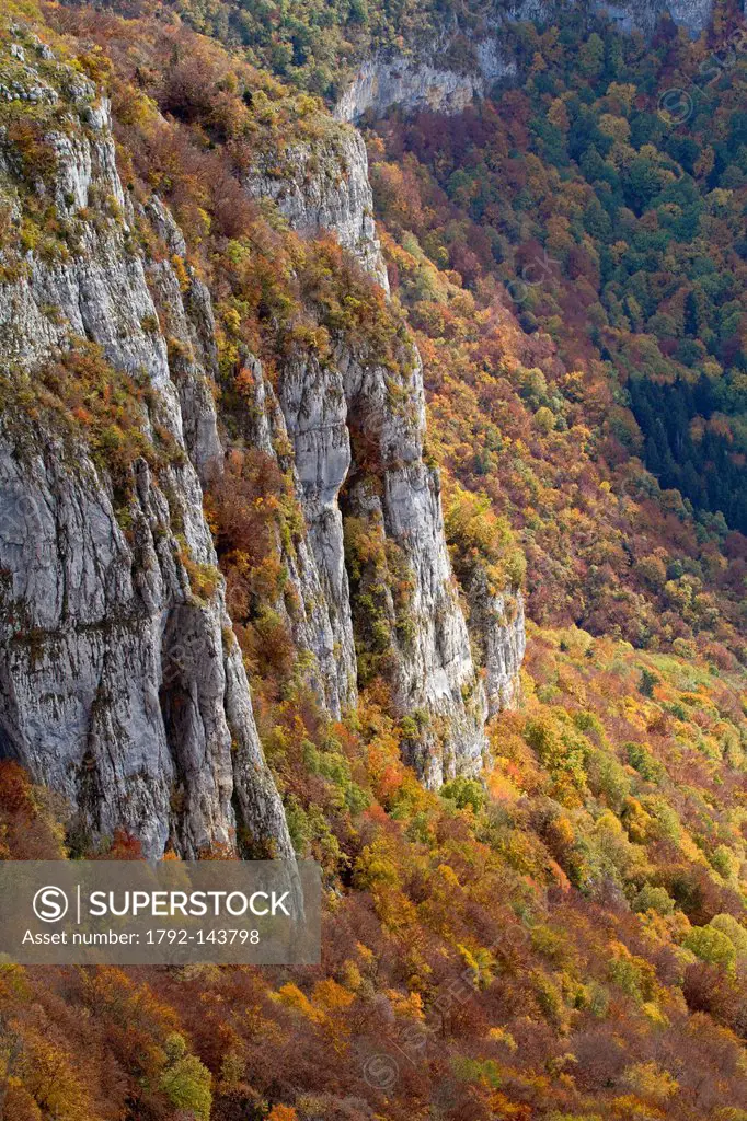 France, Savoie, Parc Naturel Regional du Massif des Bauges Natural Regional Park of Massif des Bauges, chain of Revard, autumnal forest