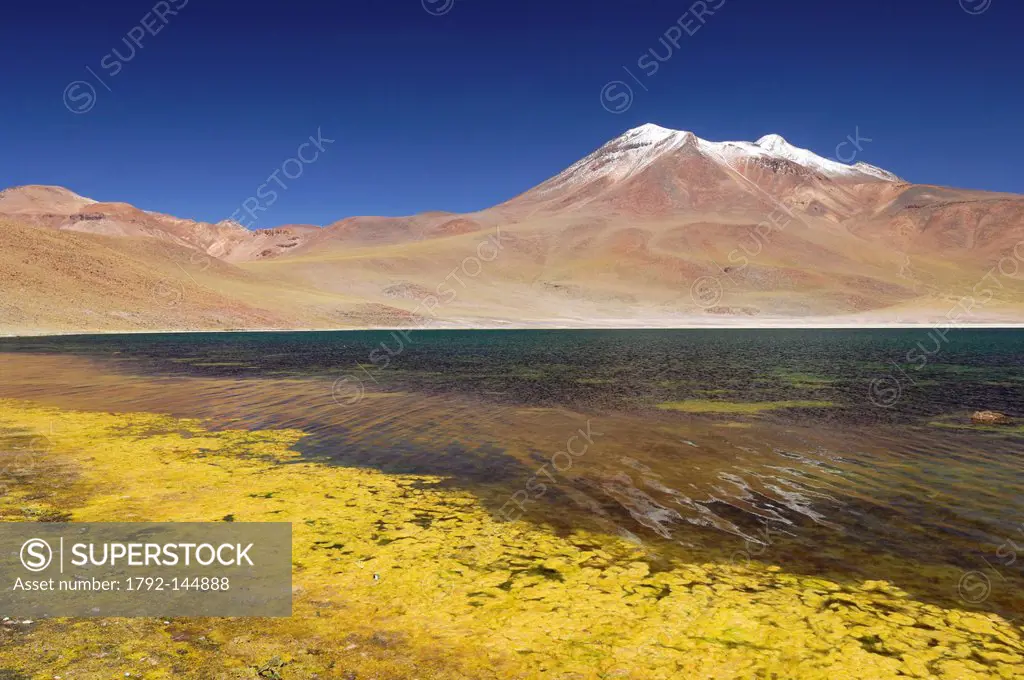 Chile, Antofagasta region, Atacama Desert, Miniques and Miscanti lagoon, algae and aquatic plants at the edge of the lagoon Miniques dominated by the ...